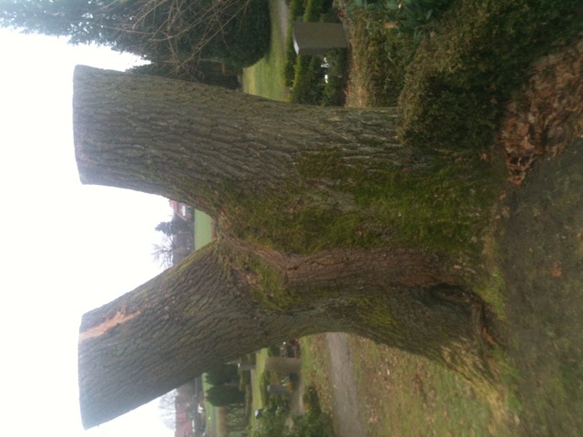 Eiche – Vom Stamm zur Idee